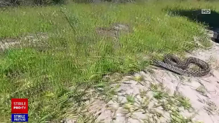 Alertă în Delta Dunării. Șerpii veninoși s-au înmulțit în zonele frecventate de turiști