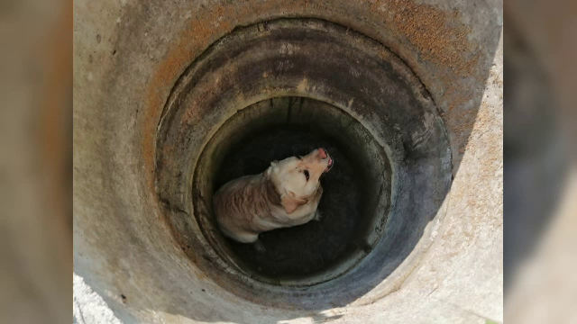 Un câine a căzut într-o fântână adâncă de trei metri. Militarii din Cluj au reușit să-l scoată nevătămat