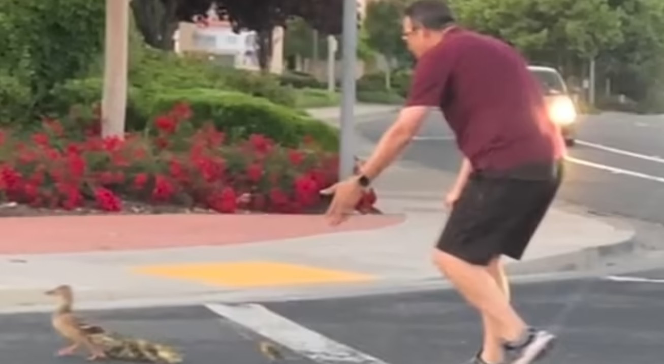 Bărbat lovit mortal de o mașină sub privirile copiilor săi, în timp ce ajuta mai multe rațe să traverseze strada