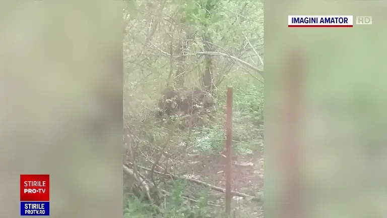 Urșii fac prăpăd în mai multe județe din țară. Un cioban a ajuns la spital după ce a fost atacat
