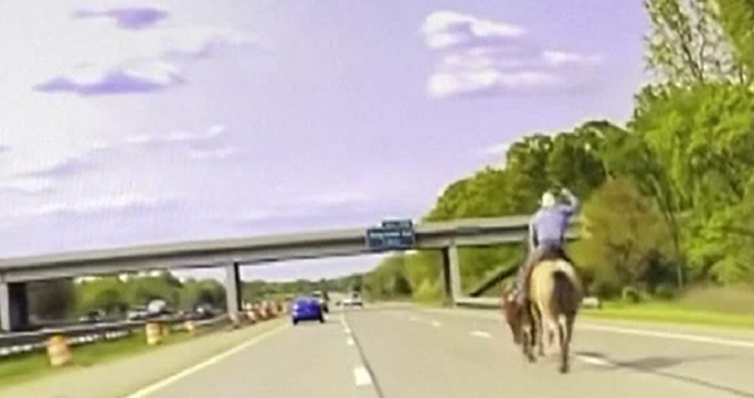 Scene ca în Vestul Sălbatic pe o autostradă din SUA. Un vițel scăpat printre mașini a fost prins cu lasoul de un cowboy