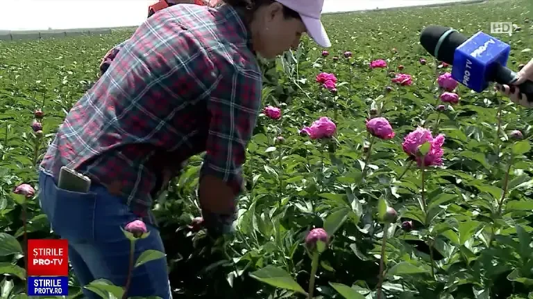 „Se spune că aduce longevitate, dragoste sinceră”. Floarea pe care tot mai mulți miri o vor la nuntă