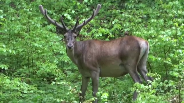 Imagini inedite într-o pădure din Putna. Ce au surprins camerele