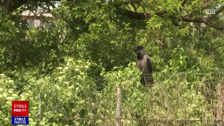 O femeie din Cluj a fost rănită în zona capului de o cioară care încerca se pare să îşi protejeze puiul