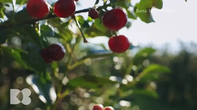 Ce este teoria igienei și ce trebuie de reținut când vine vorba de copiii noștri. Medicii vin cu explicații