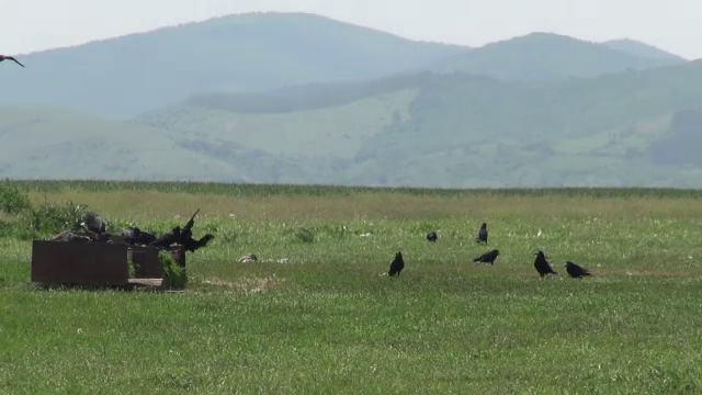 Ciorile fac prăpăd zeci de hectare de culturi agricole în fiecare an. Păgubit: ”Scoate porumbul şi la 20 de cm înălţime”