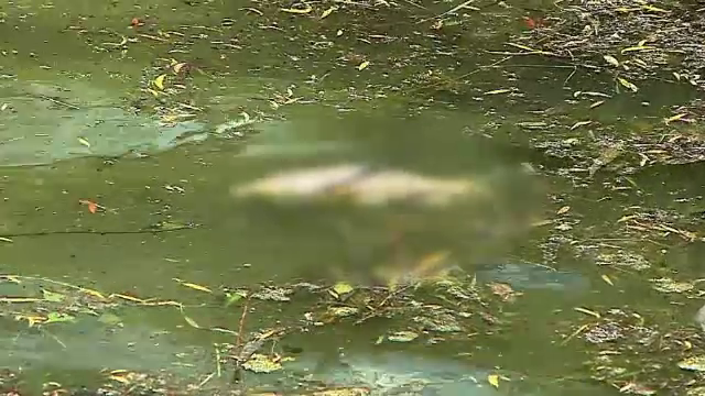 S-a deschis o anchetă după ce zeci de peşti morţi au apărut la malurile mai multor lacuri din judeţul Iaşi