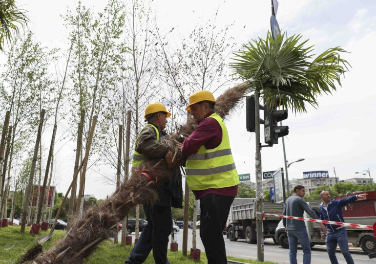 De ce nu sunt buni palmierii în București și nimeni nu vorbește de focarul de platani. Atenție la portocalii din Italia