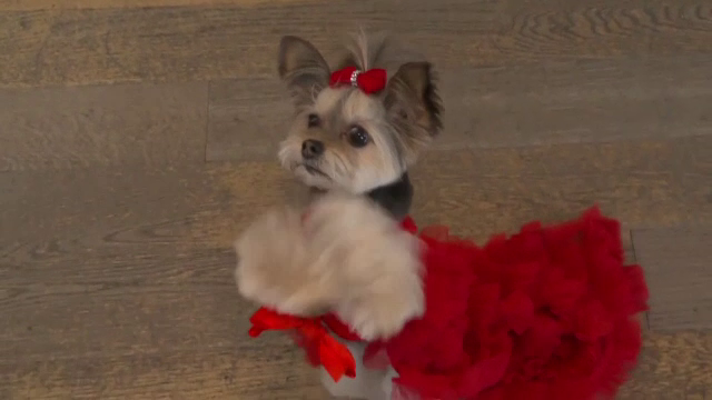 Imagini fabuloase de la Pet Gala. Cum au arătat cățeii îmbrăcați ca Rihanna sau ca Salma Hayek | GALERIE FOTO