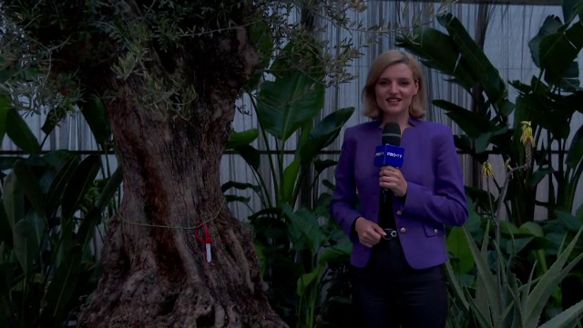 Sera din Iași care s-a transformat, zilele acestea, într-o adevărată grădină botanică. Exponatele au fost de vânzare