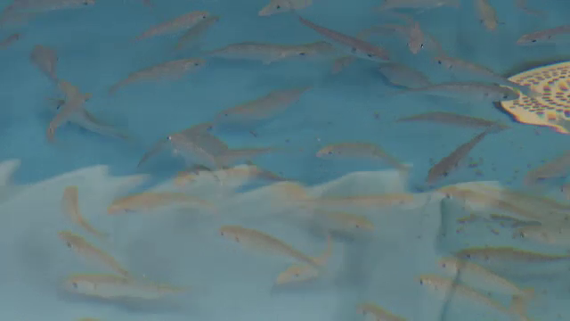 Biologii din Constanța vor să introducă doradă în Marea Neagră. Au adus 250 de puieți din Italia