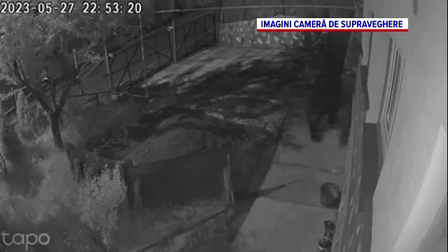 Un urs a fost surprins de camerele de supraveghere cum fugărea o oaie în curtea unor oameni, în Comarnic