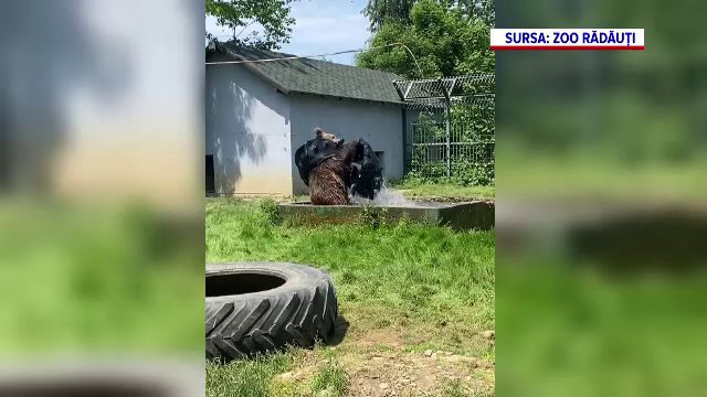 Spectacol la Grădina Zoologică din Rădăuți. Baloo, un urs năzdrăvan, a fost filmat în timp ce se bălăcea în apă cu o anvelopă