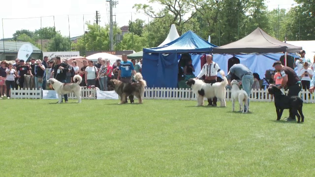 Concurs de frumuseţe canin la Cluj. Cine a câştigat trofeul pentru cel mai frumos câine