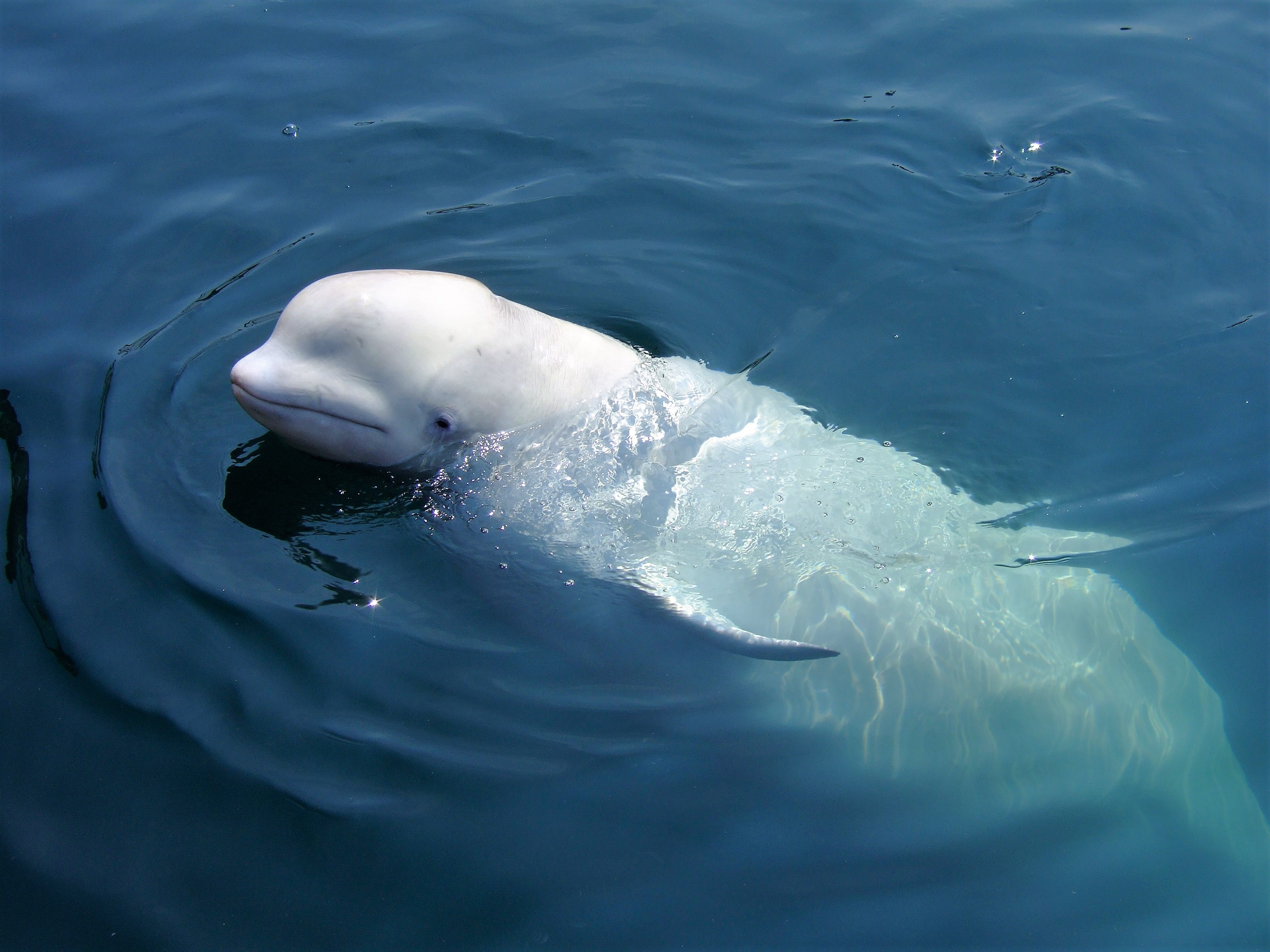 ”Hvaldimir”, beluga care se presupunea că este „spion” rus a fost împuşcată, susţin mai multe organizaţii
