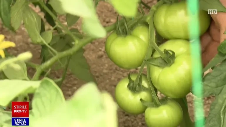 Responsabilii europeni vor să schimbe legislația pentru fructele și legumele cu defecte. Care va fi noutatea