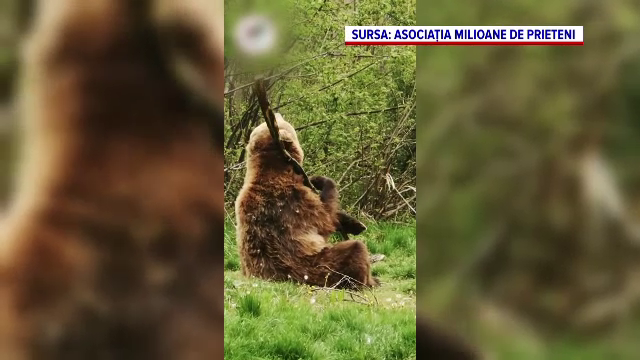 Un urs care a fost ținut într-o cușcă în Ucraina a făcut spectacol cu un băț în libertate, în România
