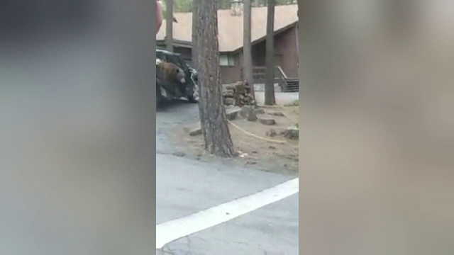 Un urs a rămas captiv în mașina unui bărbat, în California. Bărbatul a lăsat portiera deschisă câteva secunde