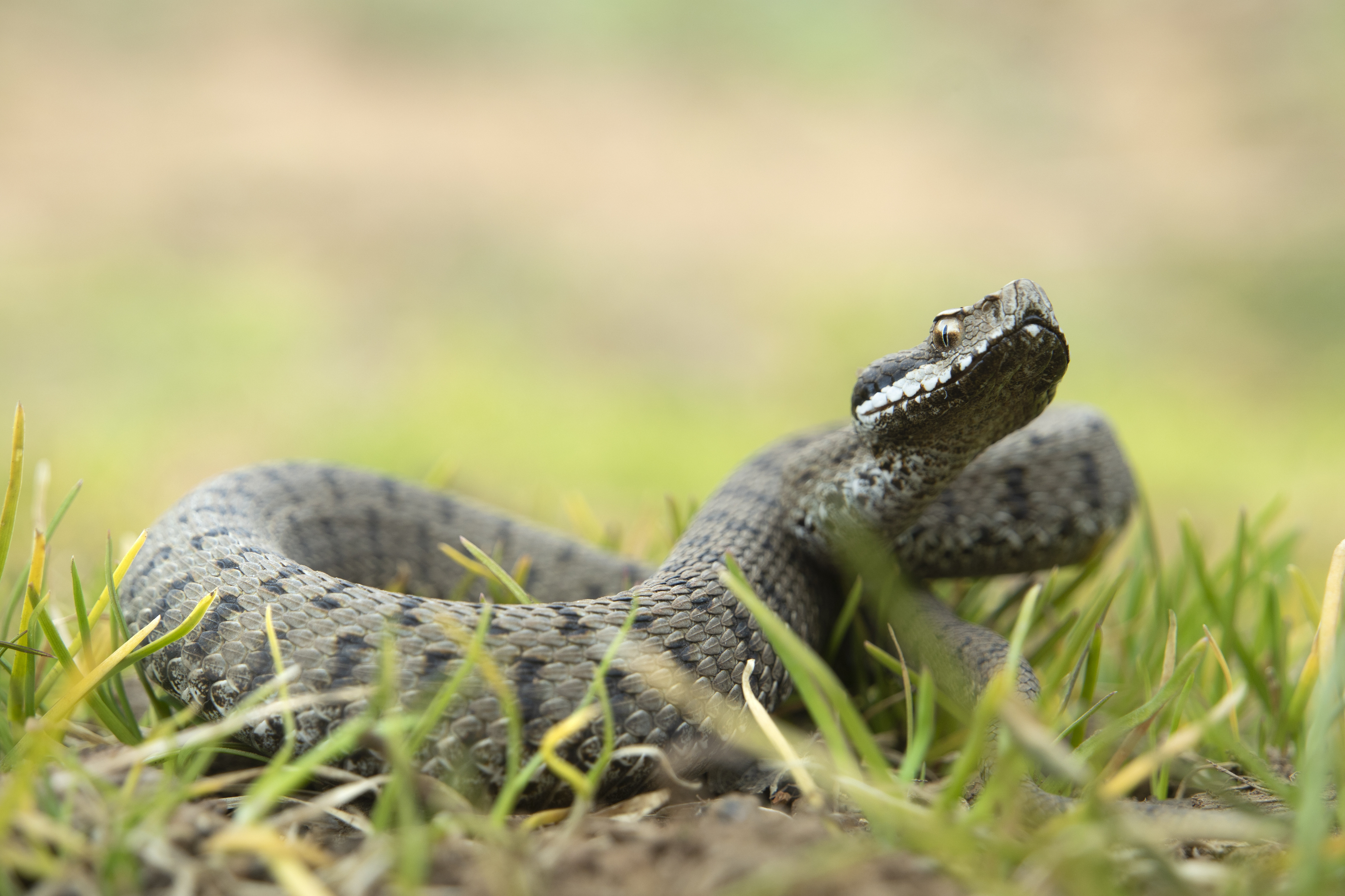 Un bebeluș de un an și jumătate a murit după ce a fost mușcat de șarpe. Mama l-a dus în brațe 6 kilometri până la spital