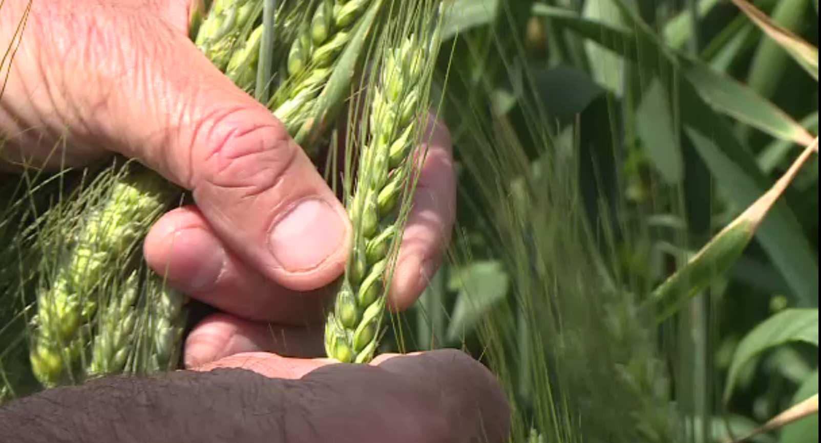 Prognoze optimiste la culturile de cereale. Prețurile la alimente ar trebui să scadă, mai ales că și motorina s-a ieftinit