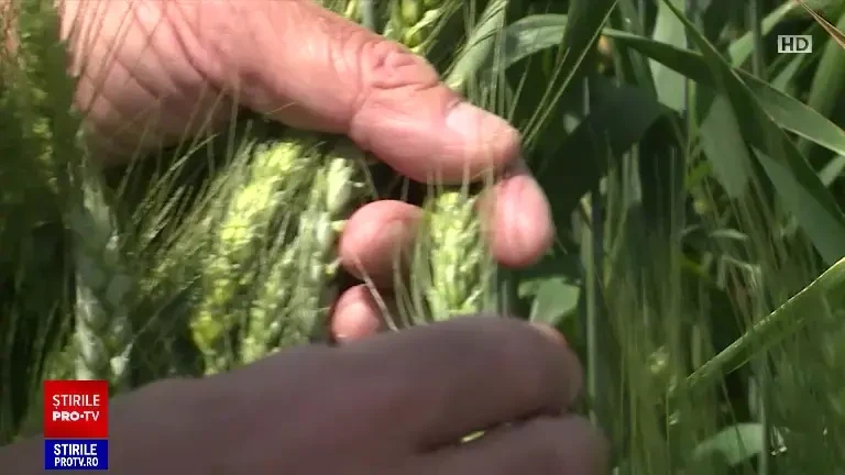 Prognoze optimiste la culturile de cereale. Prețurile la alimente ar trebui să scadă, mai ales că și motorina s-a ieftinit