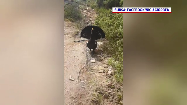 „Ce, mă? Ești nervos?”. Pățania neobișnuită a unui jandarm în Masivul Ceahlău. A avut de-a face cu un cocoș de munte | VIDEO