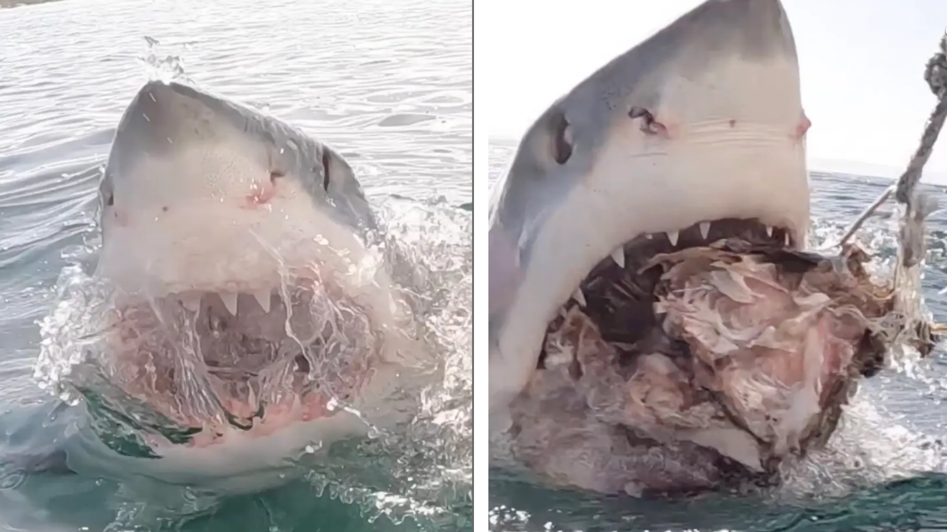 Momentul în care un rechin uriaș se apropie la doar câțiva metri de un scafandru, în timp ce se afla pe o barcă. VIDEO