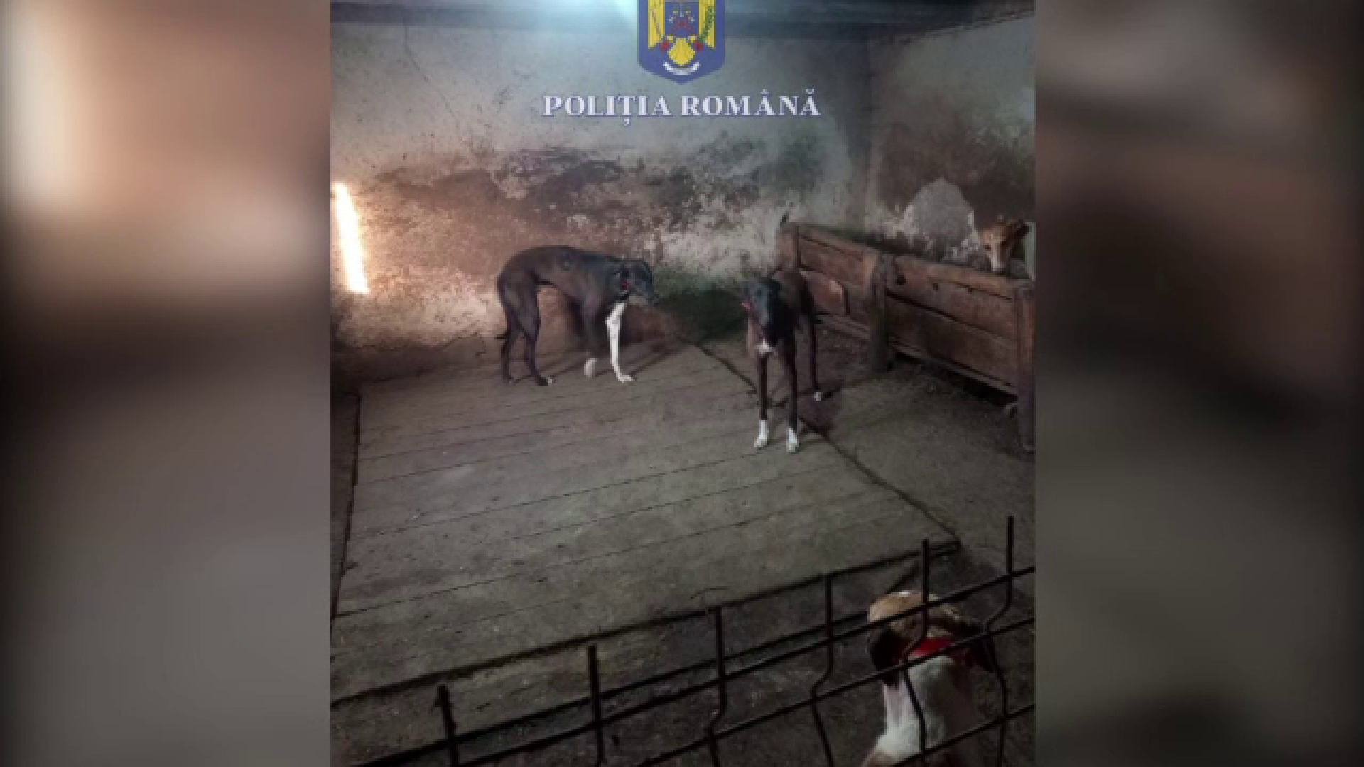 20 de indivizi din Botoșani, amendați că puneau capcane să prindă ilegal porci mistreți. Se foloseau și de câini de vânătoare