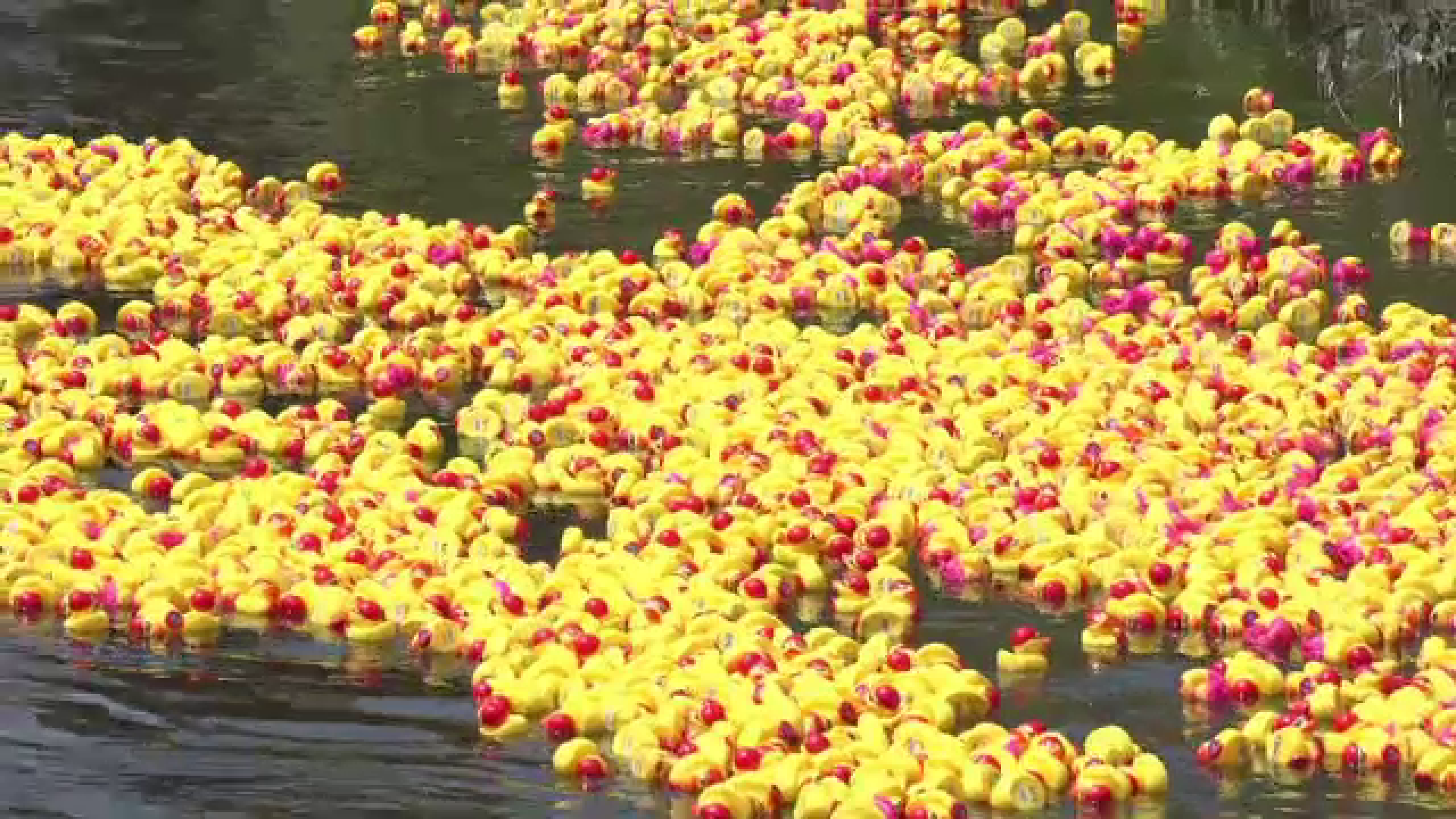 Mii de rățuște galbene s-au întrecut pe râul Cibin, pentru o cauză nobilă. Despre ce este vorba