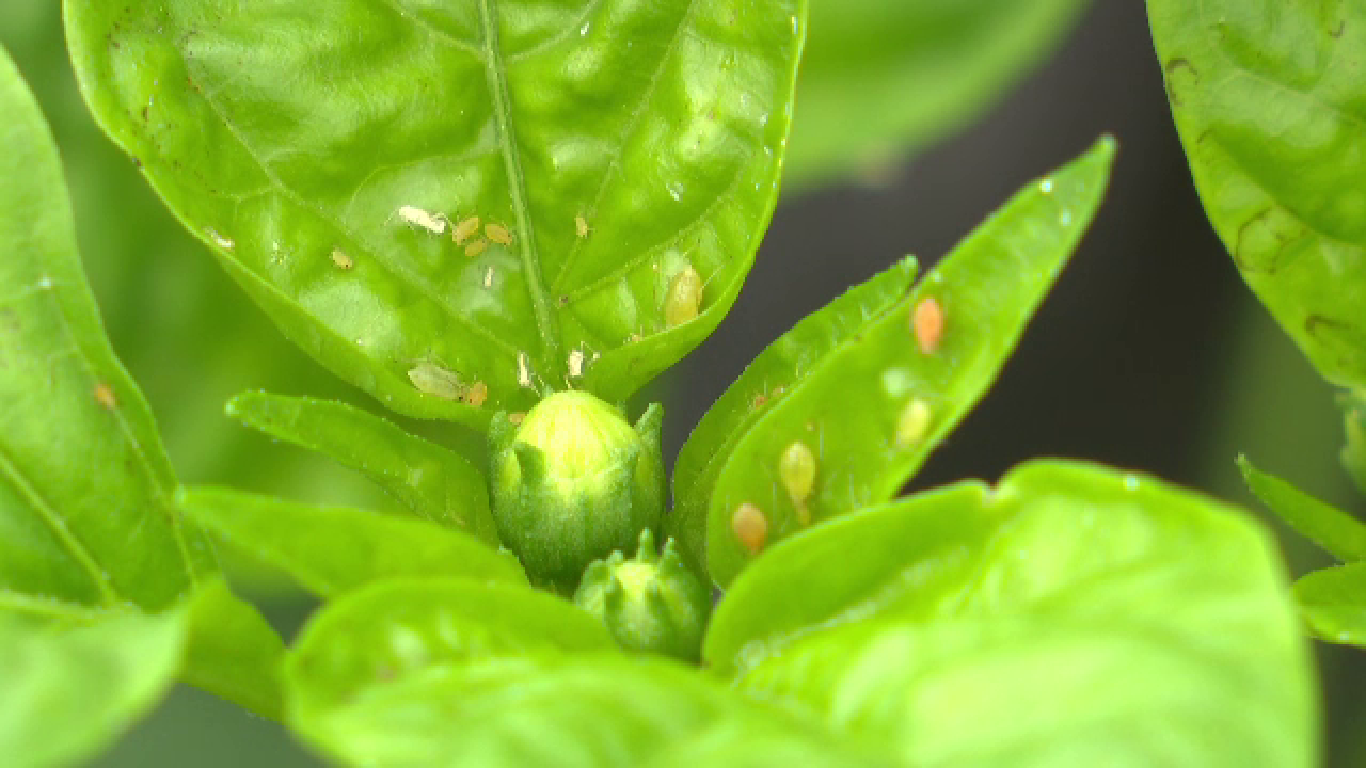 Culturi salvate cu „insecte bune”. Care sunt principalii dăunători din sere și solarii