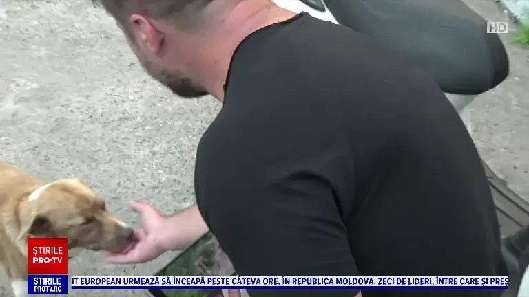 Cățelușa Bella a mers 6 km ca să îl găsească pe bărbatul care i-a dat de mâncare într-o pădure din Iași. Ce a urmat