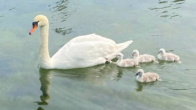 Focar de gripă aviară la mai multe lebede găsite moarte pe o baltă dintr-o comună din Olt. Autoritățile sunt în alertă