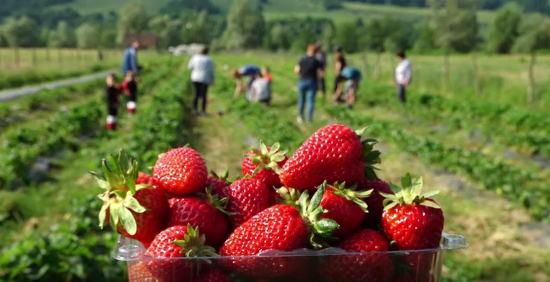 Familiile de români, invitate să culeagă căpșuni și cireșe în Maramureș și în Timiș. Ce beneficii au