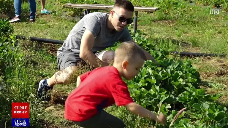 Familiile de români, invitate să culeagă căpșuni și cireșe în Maramureș și în Timiș. Ce beneficii au