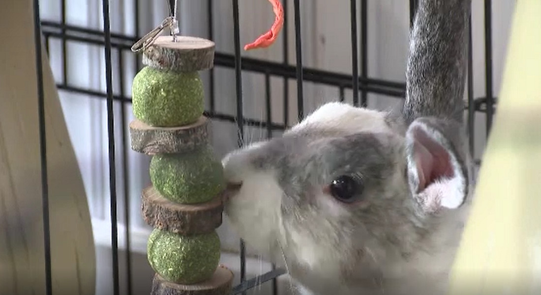 A fost deschisă prima cafenea cu iepuri. Organizațiile pentru protecția animalelor fac acuzații grave