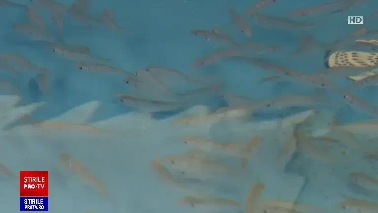 Biologii din Constanța vor să introducă doradă în Marea Neagră. Au adus 250 de puieți din Italia