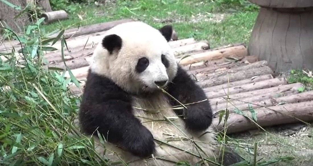 Interes uriaș pentru o ursoaică panda. Ca să o vadă, oamenii stau la cozi interminabile. Cum s-a ajuns la această situație