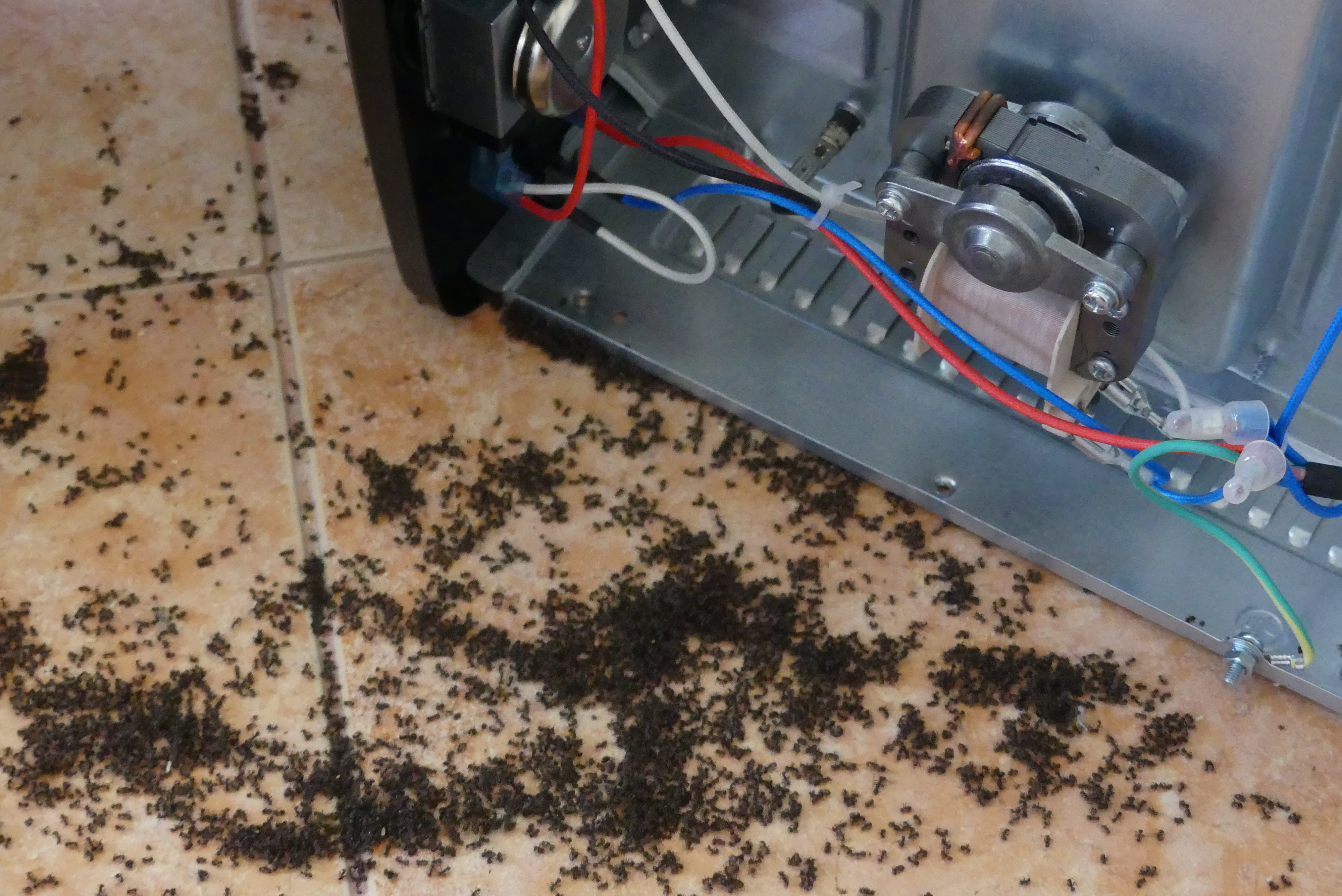 Furnicile „electrice” pot provoca pene de curent extinse și incendii. Țara din Europa amenințată în acestă vară