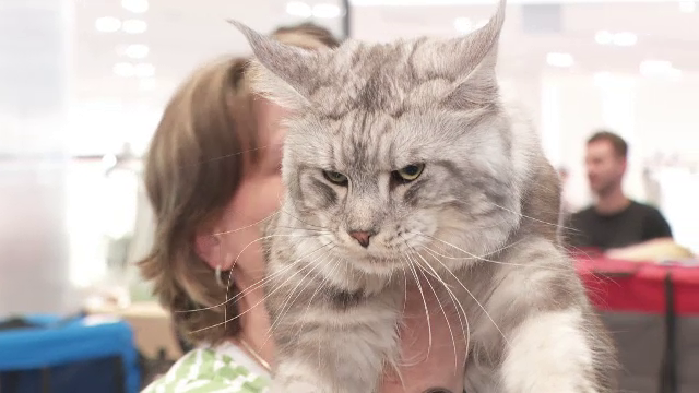 Concurs de frumusețe pentru pisici, la Cluj-Napoca. Felina care ajunge și la 2.000 de euro