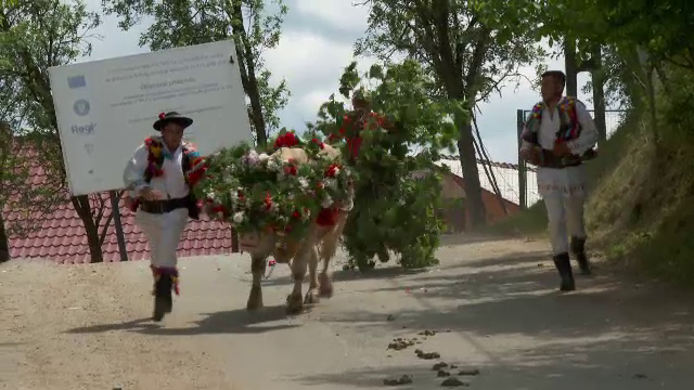”Înstruțatul boului”, tradiție străveche de Rusalii din Bistrița-Năsăud. Ce se întâmplă cu fetele care ating animalul