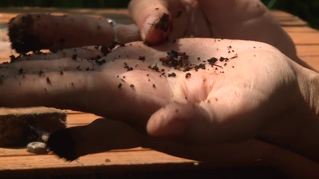 Întreaga lume sărbătorește Ziua Mediului. De ce au ales unii români să trăiască sustenabil. „Păstram o rețetă foarte simplă”