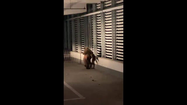 Pui de urs eutanasiat în Brașov, după ce a căzut de la balconul unei parcări. „Suferea foarte tare săracul”