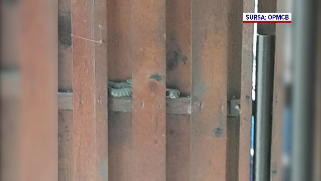 Un șarpe a fost zărit într-un cartier din Cluj-Napoca. Jandarmii au intervenit și l-au capturat