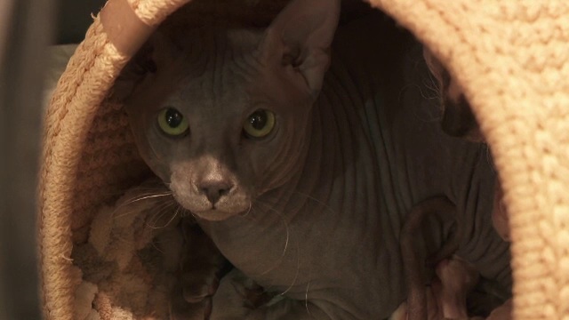 Peste 100 de pisici care s-au întrecut la Cluj-Napoca la o competiție internațională. Câștigătorii au primit cupe și hrană