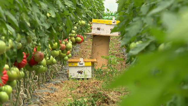 Tendința de a trăi în armonie cu natura ia avânt în România. Beneficiile legumelor și fructelor mâncate la timpul lor