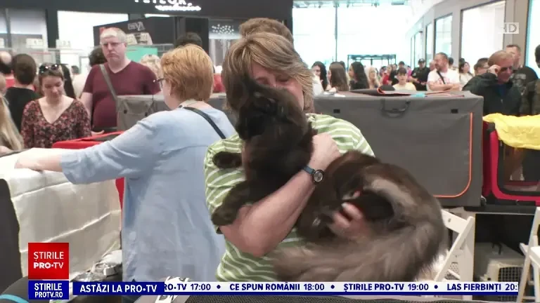 Concurs de frumusețe pentru pisici, la Cluj-Napoca. Felina care ajunge și la 2.000 de euro