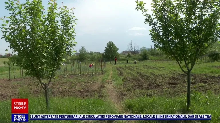 Un liceu din Bistrița-Năsăud a pus la dispoziția cetățenilor câteva parcele pentru a planta legume și flori