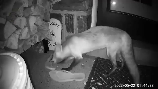 Oraș terorizat de o familie de vulpi care fură papuci. Totul a fost filmat