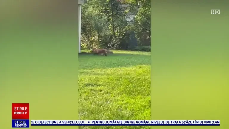 Oraș terorizat de o familie de vulpi care fură papuci. Totul a fost filmat