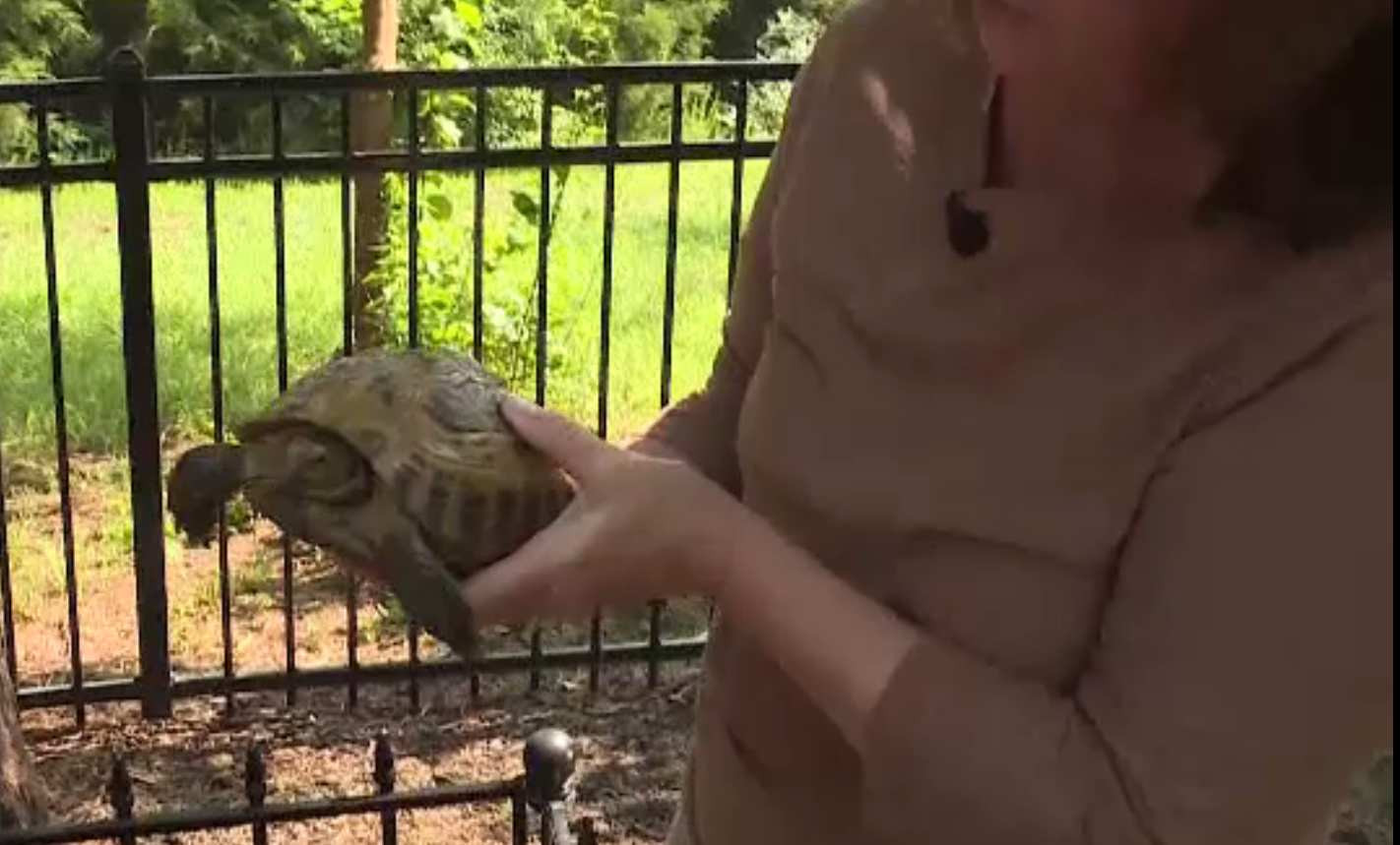 Broasca țestoasă care a devenit celebră pentru „evadările” sale. A fost găsită după nouă luni